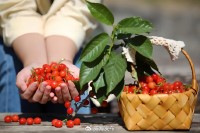 5月18日至6月16日，“櫻桃之約”邀你共赴！
